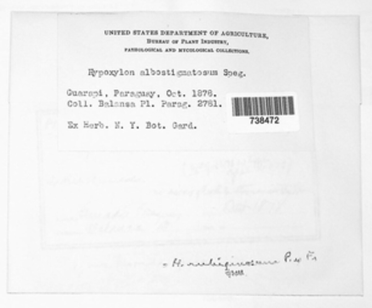 Hypoxylon anthochroum image